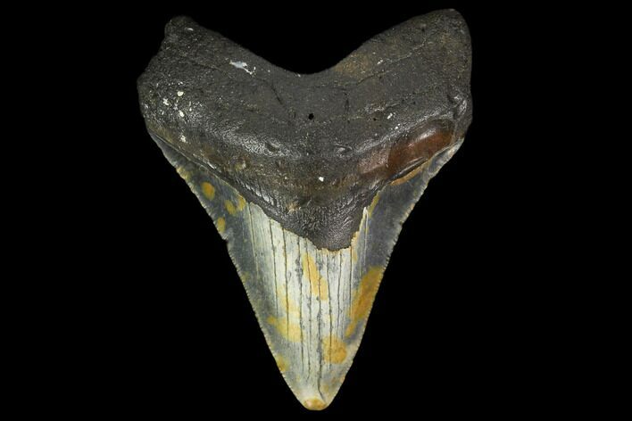 Fossil Megalodon Tooth - North Carolina #131582